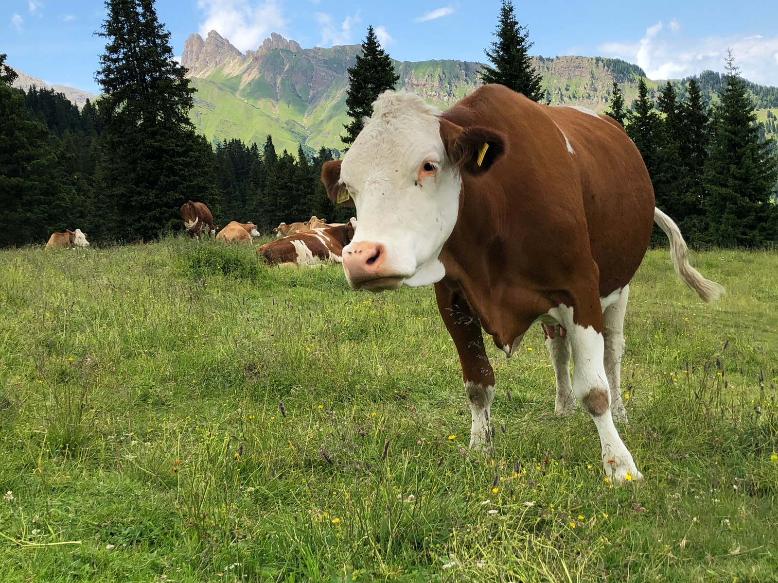 Brown and white Hereford cow standing in a green meadow pasture with pine trees and alpine mountains